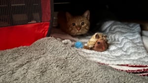 Illustration : "Un chat resté seul pendant 8 mois après le décès de son propriétaire retrouve enfin une vie de famille (vidéo)"