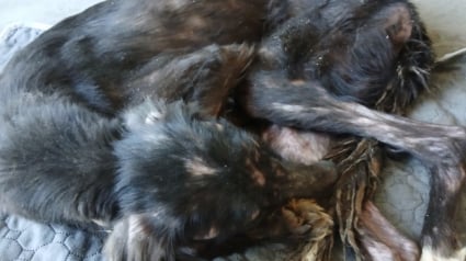 Illustration : Une association irlandaise fait tout pour offrir une seconde chance à cette chienne retrouvée émaciée et épuisée au bord d’une route 