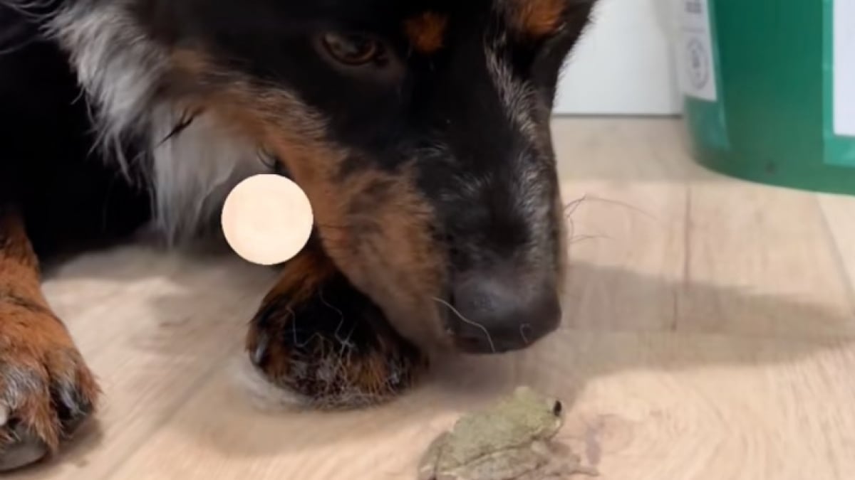 Illustration : "Une propriétaire découvre que ses 3 chiens ont agi dans son dos en ramenant une grenouille dans la maison (vidéo)"
