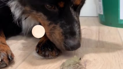 Illustration : Une propriétaire découvre que ses 3 chiens ont agi dans son dos en ramenant une grenouille dans la maison (vidéo)