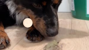 Illustration : "Une propriétaire découvre que ses 3 chiens ont agi dans son dos en ramenant une grenouille dans la maison (vidéo)"
