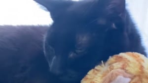 Illustration : "La vidéo déchirante d’un chat serrant une peluche entre ses pattes en souvenir de son frère félin adoré"