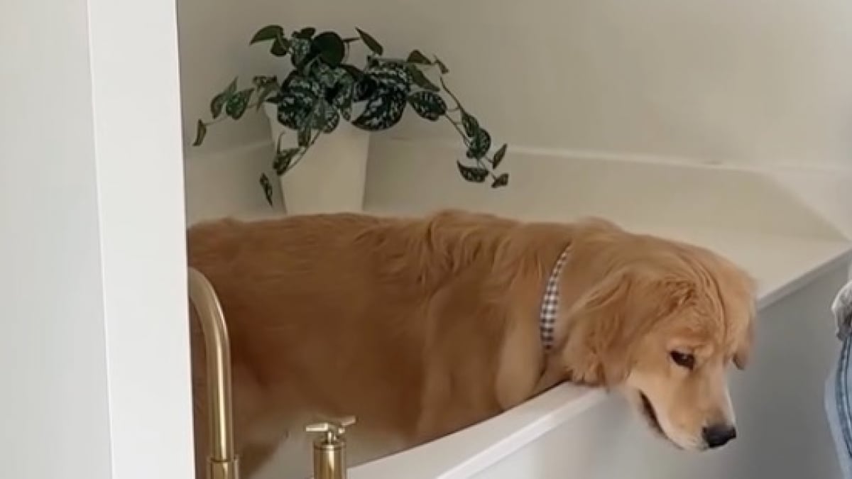 Illustration : "Coincé dans une baignoire, ce Golden Retriever se retrouve dans une situation digne d'une scène de comédie (vidéo)"