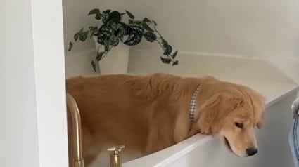 Illustration : Coincé dans une baignoire, ce Golden Retriever se retrouve dans une situation digne d'une scène de comédie (vidéo)