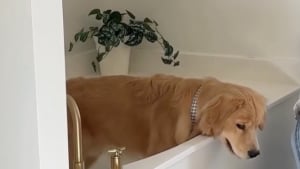 Illustration : "Coincé dans une baignoire, ce Golden Retriever se retrouve dans une situation digne d'une scène de comédie (vidéo)"