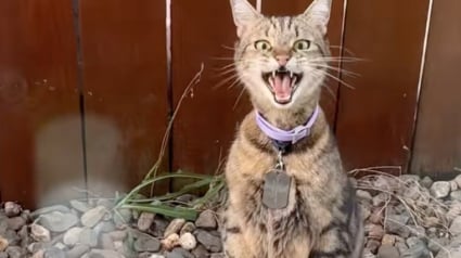 Illustration : Ce chat hurle à pleins poumons devant la fenêtre d’une inconnue qui tente de lui expliquer qu’il se trompe d’interlocutrice (vidéo)