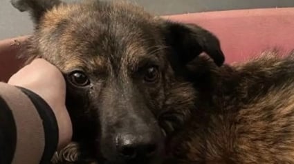 Illustration : Rescapé d’un refuge roumain, ce chien pétrifié par la peur découvre enfin la douceur d’un geste humain