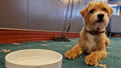Illustration : Sur le navire amiral de la Royal Navy, ce chien mascotte joue un rôle crucial et apporte du réconfort pour l’équipage en mer
