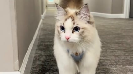 Illustration : Un chat gratte désespérément à la porte de sa voisine pour aller rendre visite à ses amis oiseaux (vidéo)