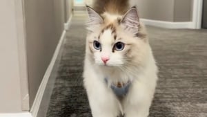 Illustration : "Un chat gratte désespérément à la porte de sa voisine pour aller rendre visite à ses amis oiseaux (vidéo)"