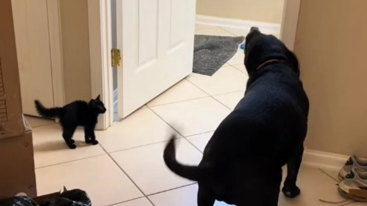 Illustration : "Ce chien est fou de joie lorsqu’il est enfin autorisé à rencontrer les nouveaux chatons de la maison (vidéo) "