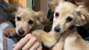 Illustration : "Endeuillée par le décès de son chien, elle hésitait à en adopter un autre, mais rentre avec 2 boules de poils après une discussion au refuge"