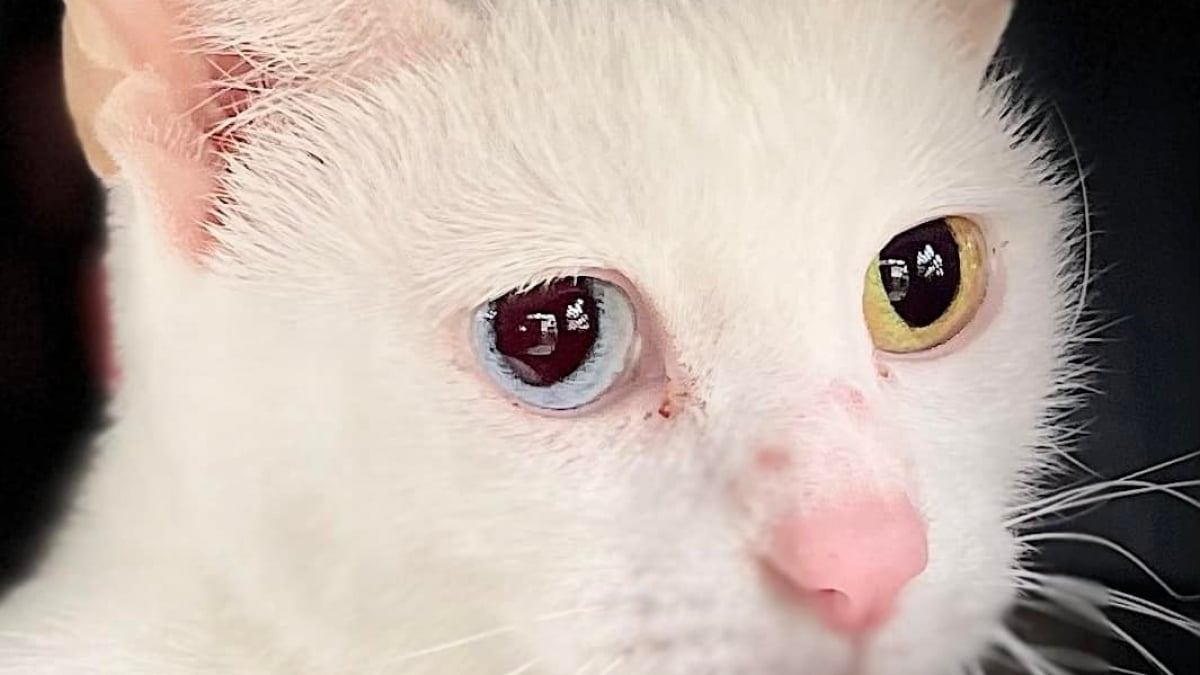 Illustration : "Après sa disparition mystérieuse, une chatte volée refait surface 3 ans plus tard et 1 200 kilomètres plus loin "