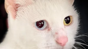 Illustration : "Après sa disparition mystérieuse, une chatte volée refait surface 3 ans plus tard et 1 200 kilomètres plus loin "