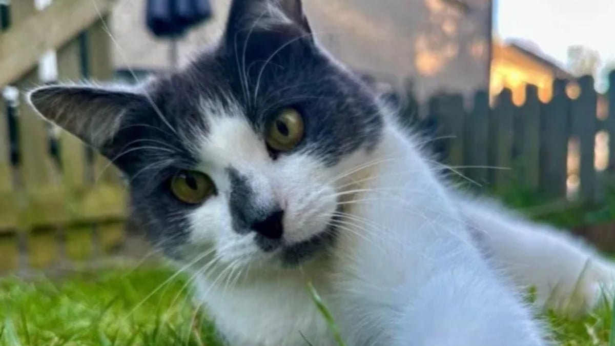 Illustration : "Partie pour une balade, cette chatte finit à 640 km de chez elle après être montée dans le van d’un inconnu"
