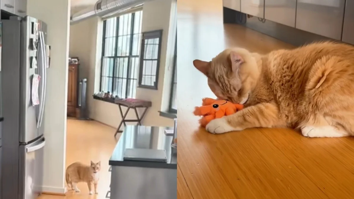 Illustration : "Une gardienne de chats parvient à trouver le secret pour approcher un félin craintif (vidéo) "