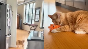Illustration : "Une gardienne de chats parvient à trouver le secret pour approcher un félin craintif (vidéo) "