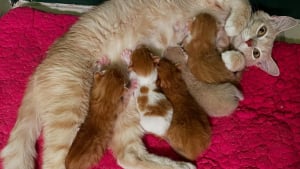 Illustration : "Déterminée à protéger ses futurs chatons contre les dangers de la rue, une chatte errante choisit une maison en particulier pour mettre bas"
