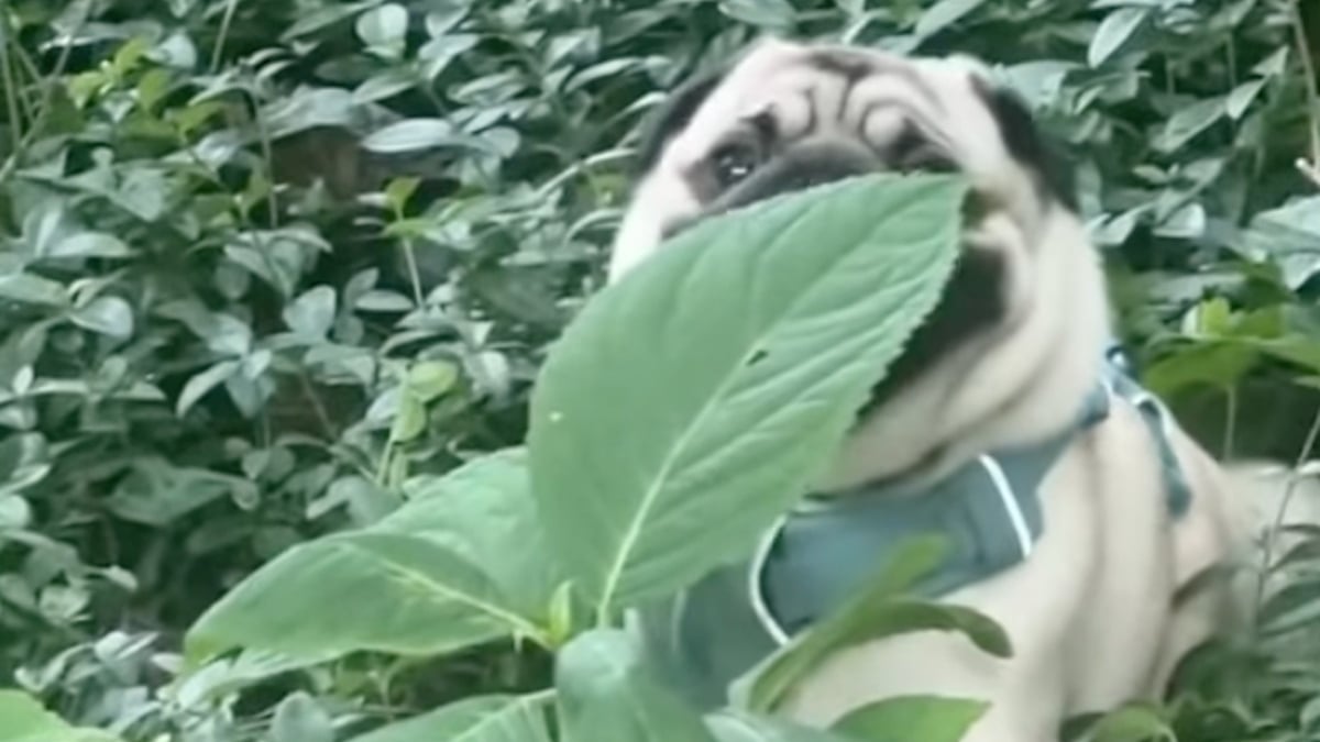 Illustration : "Bien décidé à ne pas quitter le parc, ce Carlin n'écoute pas sa propriétaire et essaye de se cacher derrière une plante (vidéo)"