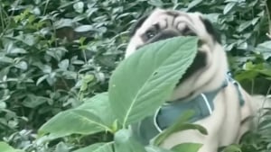 Illustration : "Bien décidé à ne pas quitter le parc, ce Carlin n'écoute pas sa propriétaire et essaye de se cacher derrière une plante (vidéo)"