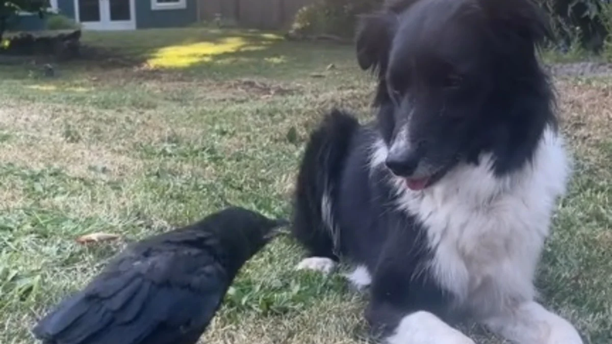 Illustration : "Ce jeune corbeau ne quitte plus le Border Collie qu’il prend pour sa mère et avec lequel une belle amitié prend forme (vidéo)"