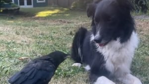 Illustration : "Ce jeune corbeau ne quitte plus le Border Collie qu’il prend pour sa mère et avec lequel une belle amitié prend forme (vidéo)"
