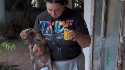 Illustration : Lors d’un sauvetage, un chien mâle bouleversé poursuit les sauveteurs dans l’espoir de ne pas être séparé de ses chiots (vidéo)