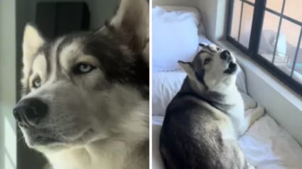 Illustration : Ce Husky "parle" chaque jour au ventre rond de sa maîtresse, persuadé que sa future sœur l’écoute déjà (vidéo)