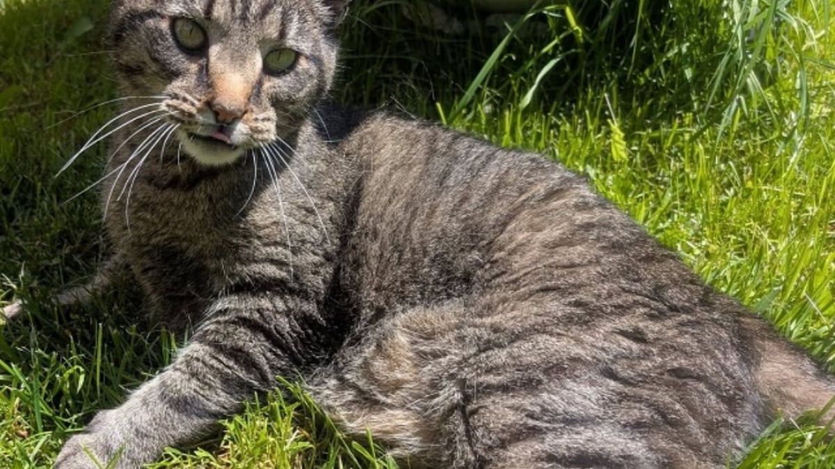 Illustration : "Une épicerie locale hébergeant régulièrement des chats permet à un félin de retrouver sa famille, après plus de 9 mois de séparation"