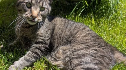 Illustration : Une épicerie locale hébergeant régulièrement des chats permet à un félin de retrouver sa famille, après plus de 9 mois de séparation