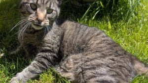 Illustration : "Une épicerie locale hébergeant régulièrement des chats permet à un félin de retrouver sa famille, après plus de 9 mois de séparation"