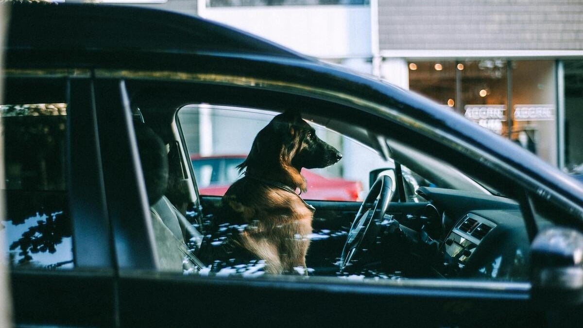 Illustration : "Enfermé dans une voiture en plein pic de chaleur, ce chien était en train de convulser quand la police est venue le sauver"