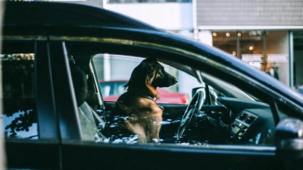 Illustration : Enfermé dans une voiture en plein pic de chaleur, ce chien était en train de convulser quand la police est venue le sauver