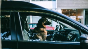 Illustration : Enfermé dans une voiture en plein pic de chaleur, ce chien était en train de convulser quand la police est venue le sauver