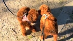 Illustration : "Un an après leur séparation, ces 2 sœurs canines se retrouvent par hasard pour ne plus se quitter (vidéo)"