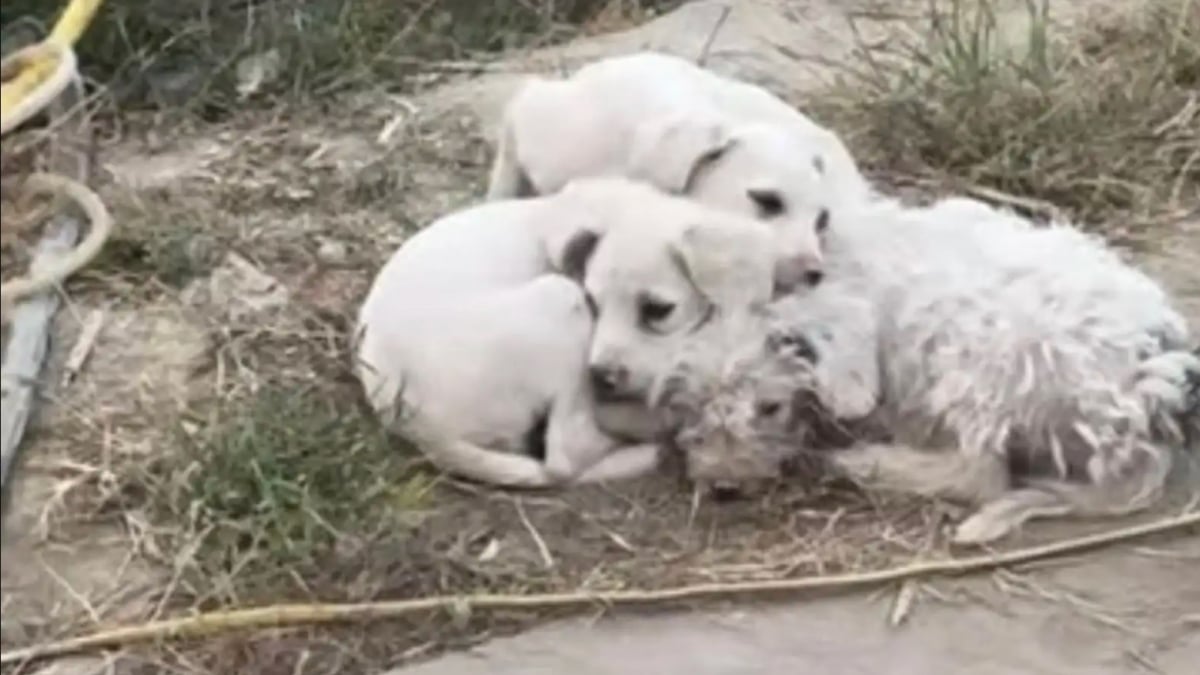 Illustration : "Grâce aux bénévoles, une chienne et ses petits abandonnés près d'une décharge ne se contenteront plus jamais de déchets pour se nourrir"