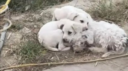 Illustration : Grâce aux bénévoles, une chienne et ses petits abandonnés près d'une décharge ne se contenteront plus jamais de déchets pour se nourrir