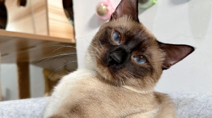Illustration : Elle met son chat à l’épreuve avec un distributeur de friandises, mais il se montre bien plus malin que prévu (vidéo)
