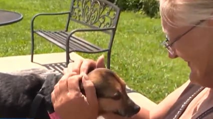 Illustration : Confrontée à un dilemme, une femme choisit de vivre dans la rue plutôt que d’abandonner son chien 