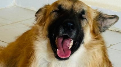 Illustration : Né aveugle mais plein de vie, ce chien ne laisse pas son handicap l'éloigner de son rêve de nouveau départ