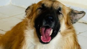 Illustration : "Né aveugle mais plein de vie, ce chien ne laisse pas son handicap l'éloigner de son rêve de nouveau départ"