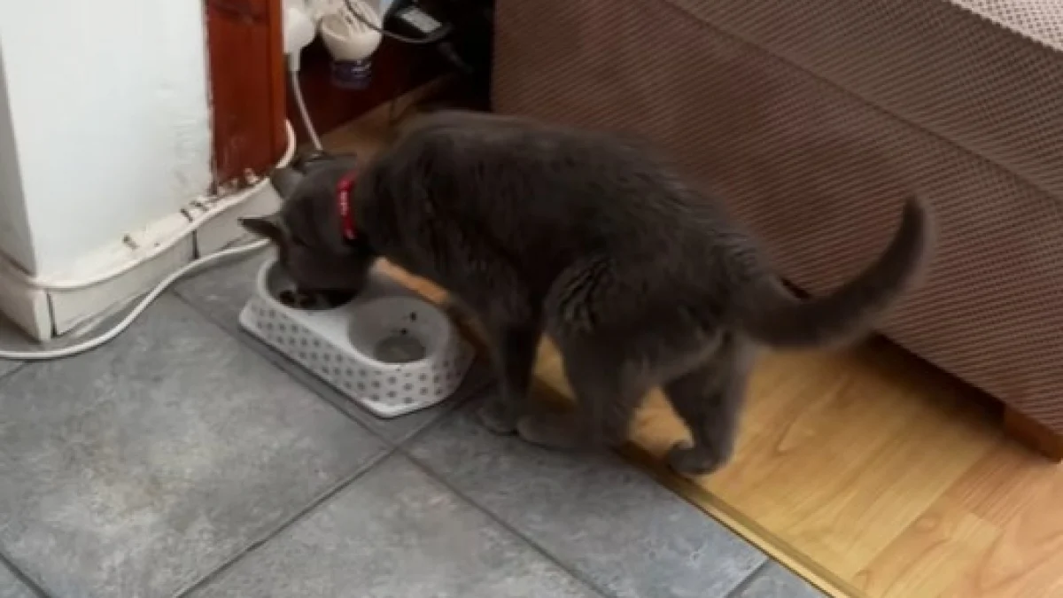 Illustration : "Un chat très à l’aise entre chez des inconnus et se sert dans leur cuisine (vidéo) "