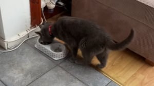 Illustration : "Un chat très à l’aise entre chez des inconnus et se sert dans leur cuisine (vidéo) "