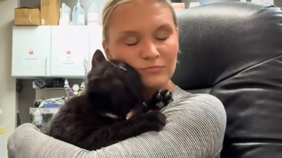 Illustration : "Ce chat noir au coeur brisé mais débordant d'affection connaît enfin le bonheur d'un vrai foyer (vidéo)"