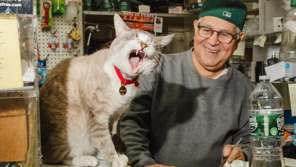 Illustration : "20 adorables chats qui se prélassent dans les épiceries emblématiques de New York"