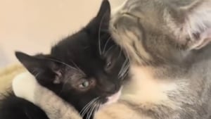 Illustration : "Un chaton refusait tout contact, jusqu’au moment où cette chatte adulte l’a pris dans ses bras comme une maman (vidéo)"