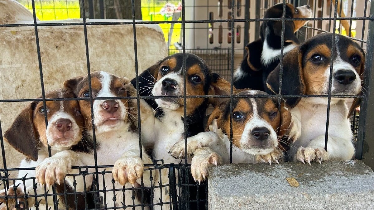 Illustration : "Sauvetage de 148 chiens enfermés et affamés découverts dans un élevage illégal organisé sur 2 sites"