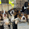 Illustration : Sauvetage de 148 chiens enferm&eacute;s et affam&eacute;s d&eacute;couverts dans un &eacute;levage ill&eacute;gal organis&eacute; sur 2 sites