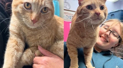 Illustration : « Tout ce qu’il voulait c’était que quelqu’un tombe amoureux de lui » : après des mois d’attente, un chat atteint du FIV rencontre enfin son âme sœur