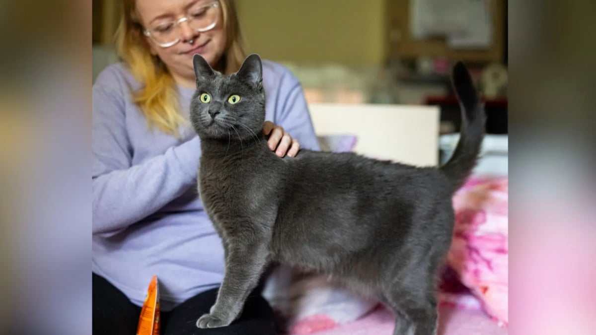 Illustration : "En détectant à l’avance les malaises cardiaques de sa maîtresse, ce chat héroïque lui évite bien des blessures (vidéo)"